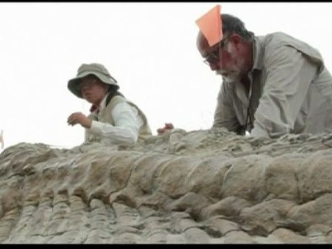 Descubren una cola de dinosaurio de hace 72 millones de años