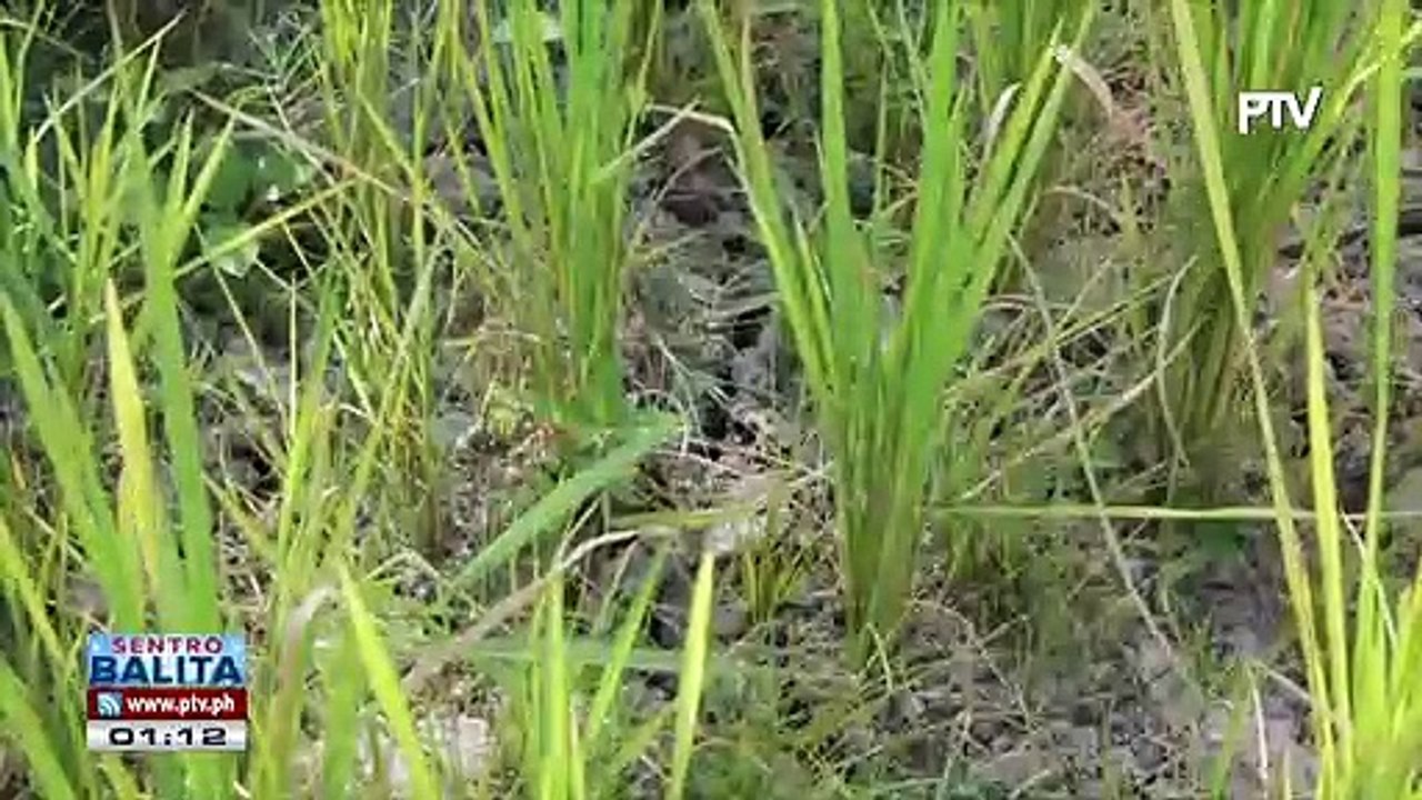 Halaga ng pinsalang dulot ng El Niño sa agrikultura, tumaas