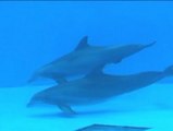 Es el momento exacto en el que una pareja de delfines da a luz a su cría