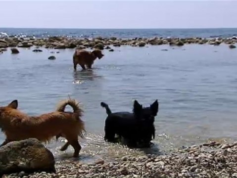 El Ayuntamiento de El Campello acotará la playa para perros