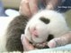 El oso panda "Regalito" del zoo de San Diego cumple un año