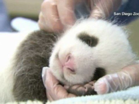 El oso panda Regalito del zoo de San Diego cumple un año