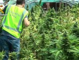 Desmantelada una plantación de cannabis en Zaragoza