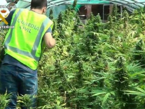 Desmantelada una plantación de cannabis en Zaragoza
