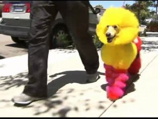 La nueva moda canina
