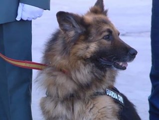 Ajax, un perro con medalla