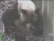 Nacen los primeros osos pandas gigantes gemelos este año en China