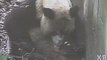 Nacen los primeros osos pandas gigantes gemelos este año en China