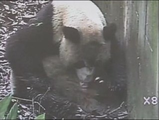 Video herunterladen: Nacen los primeros osos pandas gigantes gemelos este año en China