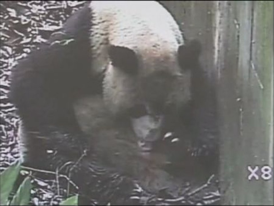 Nacen los primeros osos pandas gigantes gemelos este año en China