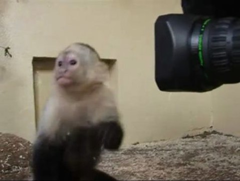 Justin Bieber se queda sin su mascota