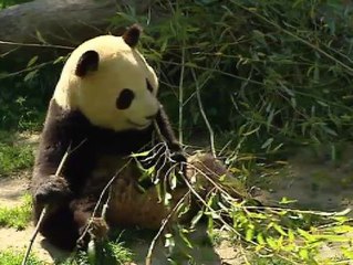 El zoo de Madrid despide a sus pandas Po y De-dé