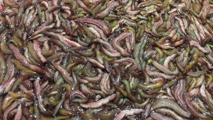 Deep fried ragworm cakes, a popular Vietnamese street food once enjoyed by only the rich