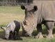 Nace un rinoceronte blanco en un zoo de Australia