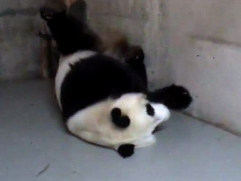 Las crías de pandas del zoo de Madrid viajan a China