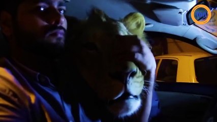 Deux frères vivent avec un lion domestiqué qui les accompagne partout !