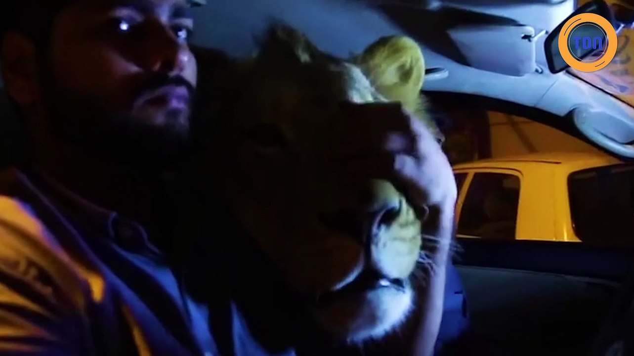 Deux frères vivent avec un lion domestiqué qui les accompagne partout !