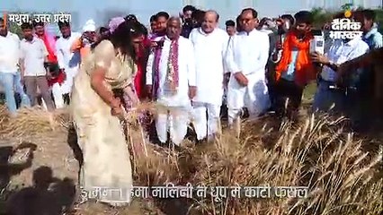 हेमा मालिनी ने धूप में काटी फसल