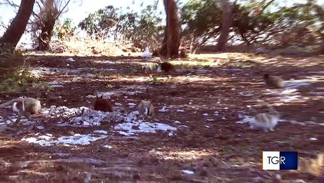 Troppi conigli sull'Isola dei Conigli? Serve un piano in Puglia