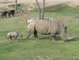 Nace un rinoceronte blanco en el zoo de San Diego
