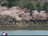 Los cerezos japoneses de Washington