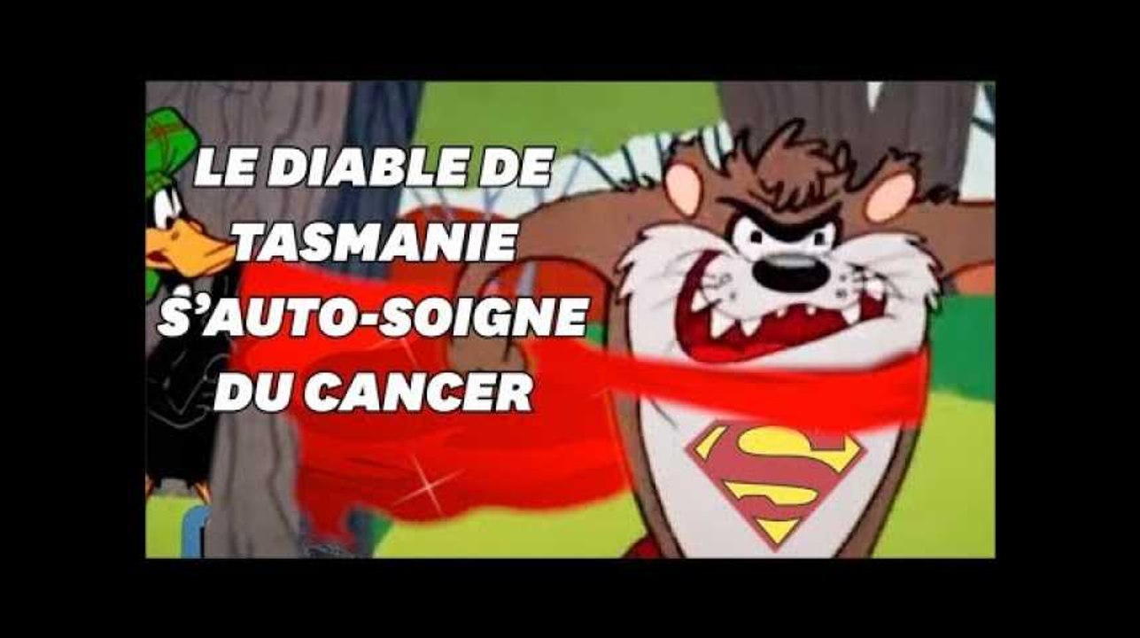 Le diable de Tasmanie est capable de se guérir lui même du cancer