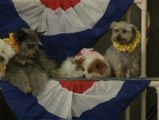 Circo de perros en Japon para evitar su abandono