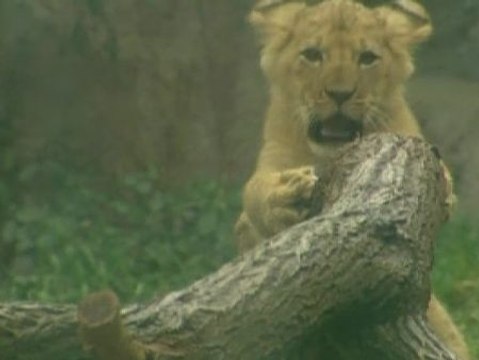 Tierna imagen de los cuatro cachorros de león del zoo de Seattle