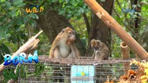 Born to Be Wild: Treating the Macaque Monkeys of Puerto Princesa, Palawan