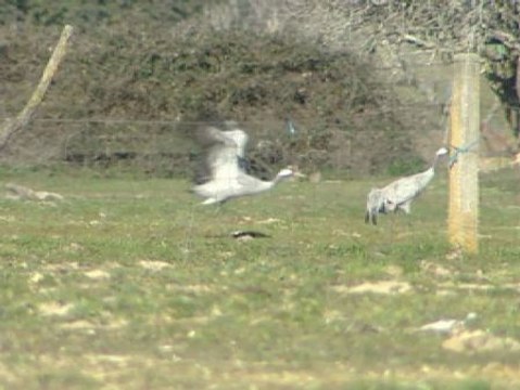 La Junta de Castilla La-Mancha planea vender montes públicos como cotos de caza o espacios recreativos privados.