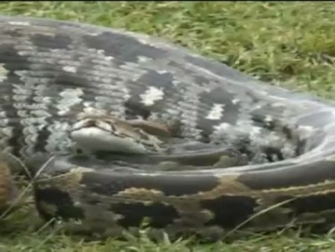 Una pitón de más de 5 metros pone en alerta a los vecinos asturianos de Laviana