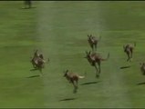 Un grupo de canguros invade un campo de golf de Camberra