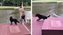 Un chien panique en voyant son maître tomber dans l'eau