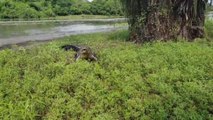 Un jeune homme qui pêche se fait pourchasser par un énorme crocodile