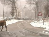 25 provincias en alerta por nevadas en toda España