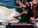 Dua Kali, Ikan Langka Mola-mola Raksasa Terdampar di Ambon