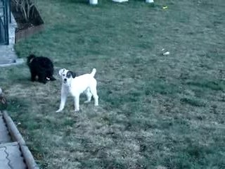 Canaille en pleine forme