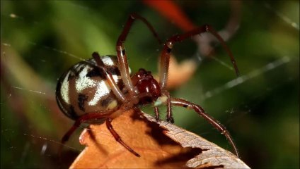 Arañas enrolladoras de hojas (Phonognatha graeffei)