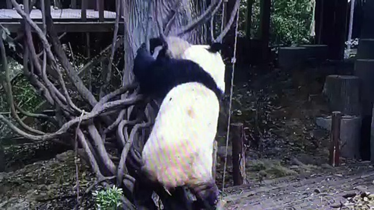 Panda mummy and her baby