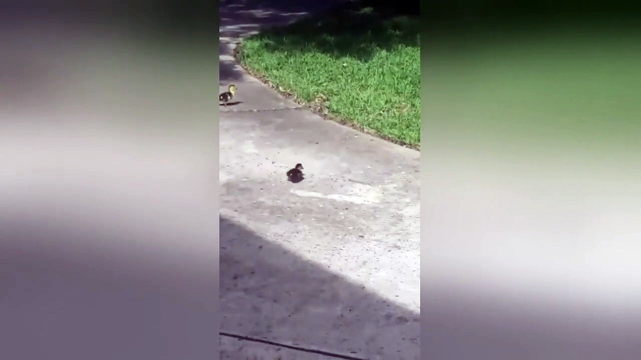 Cutest ducklings obsess over a laser dot on pavement in Houston TX