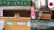 Toko ubi di Jepang dilayani oleh anjing Shiba Inu - TomoNews