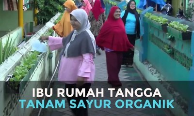 Ibu Rumah Tangga Tanam Sayur Organik