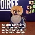Perros y gatos mas famosos de Instagram