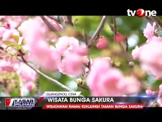 Wisata Taman Bunga Sakura di China