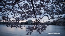 Washington, DC's famed cherry blossoms are in full bloom