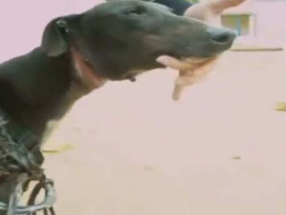 Protectoras y partidos animalistas exigen la prohibición de la caza con perros