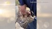 Puppy Love! Firefighters Rescue Cute Dog Trapped Under Rocks