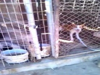 Rescatan a 50 perros en una finca de Villa del Prado (Madrid)