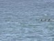 La playa de Riazor despierta con delfines