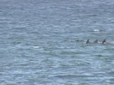 La playa de Riazor despierta con delfines